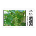 Sweet and Juicy White Seedless Grapes postage