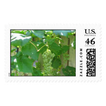 Sweet and Juicy White Seedless Grapes postage