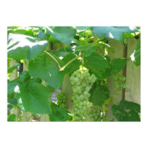 Sweet and Juicy White Seedless Grapes posters
