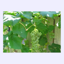Sweet and Juicy White Seedless Grapes posters