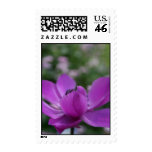 Sweet Anemone Postage Stamps