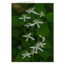 Sweet Autumn Clematis - Card cards