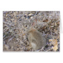 Sweet Baby Bunny cards