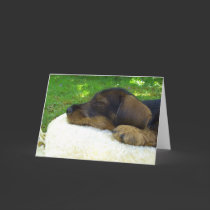Sweet Baby - cute Dachshund puppy cards