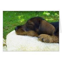 Sweet Baby - cute Dachshund puppy Greeting Card