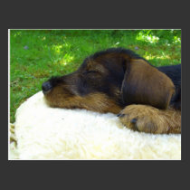 Sweet Baby Dachshund postcards