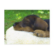 Sweet Baby postcards by Rainmountain Sweet Baby postcards