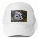 Sweet Baby Seal Baseball Hat
