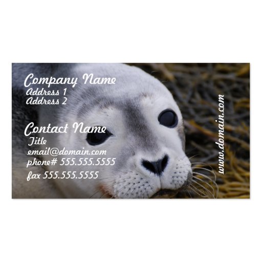 Sweet Baby Seal Business Cards