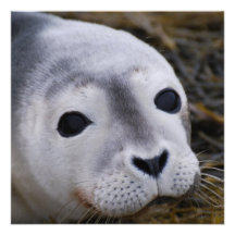 Sweet Baby Seal Invitations