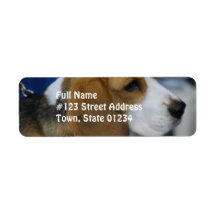 Sweet Beagle Custom Return Address Labels