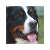 Sweet Bernese Canvas Print