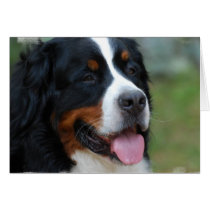 Sweet Bernese Greeting Card