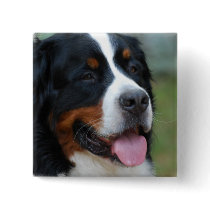 Sweet Bernese Pin