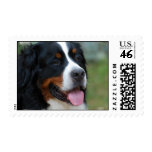 Sweet Bernese Postage Stamp