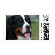 Sweet Bernese Postage Stamp