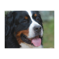 Sweet Bernese Postcard