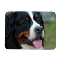 Sweet Bernese Premium Magnet