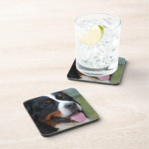 Sweet Bernese Set of Coasters