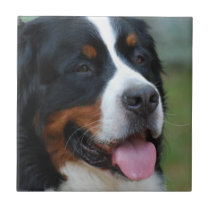 Sweet Bernese Tiles or Trivets