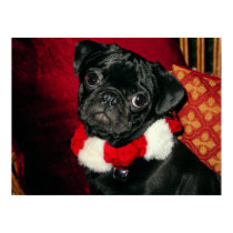Sweet Black Pug Poster posters