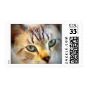 Sweet Blue Eyed Kitten Cat Photo Design Stamp