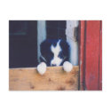 Sweet Border Collie Puppy Dog Photo Postcard postcard