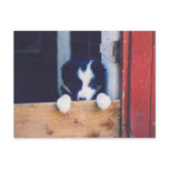 Sweet Border Collie Puppy Dog Photo Postcard