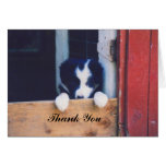Sweet Border Collie Puppy Dog Thank You Card