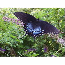 Sweet Butterfly Pin photo sculptures