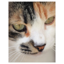 Sweet Cat Face Side flyers by cosmopinkice Sweet Cat Face Side flyers