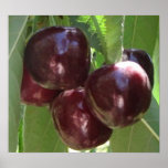 Sweet Cherries Oil Painting Posters