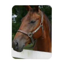 Sweet Chestnut Horse Flexible Magnet