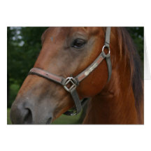 Sweet Chestnut Horse Greeting Card