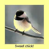 Sweet Chick Ladies T shirt