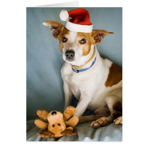 Sweet Christmas pup Cards