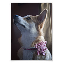 Sweet Corgi Photograph