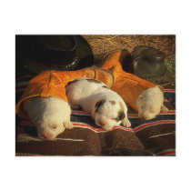 Sweet Cowboy Dreams postcards