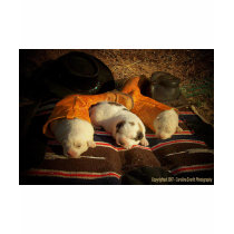 Sweet Cowboy Dreams t-shirts by GAZoomIn Sweet Cowboy Dreams t-shirts