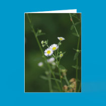 Sweet Daisy cards