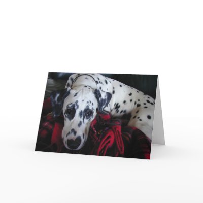 Sweet Dalmation Greeting Cards by gardenparty