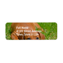 Sweet Daschund Sleeping  Mailing Labels