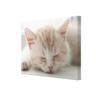 Sweet Dreams Cat wrappedcanvas