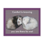 Sweet Dreams Ferrets postcard