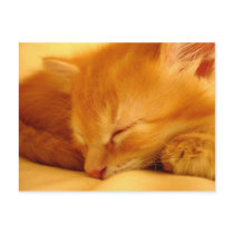 Sweet Dreams Kitten - Postcard