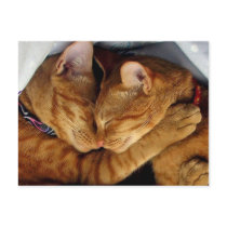 Sweet Dreams Post Card