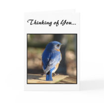 Sweet Eastern Bluebird Greeting Cards