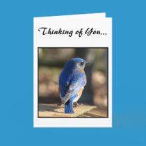 Sweet Eastern Bluebird cards