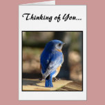 Sweet Eastern Bluebird (Thinking of You) cards