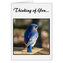 Sweet Eastern Bluebird (Thinking of You) Greeting Cards